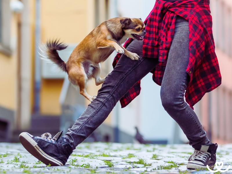 Dog-dancing-trenink (6)